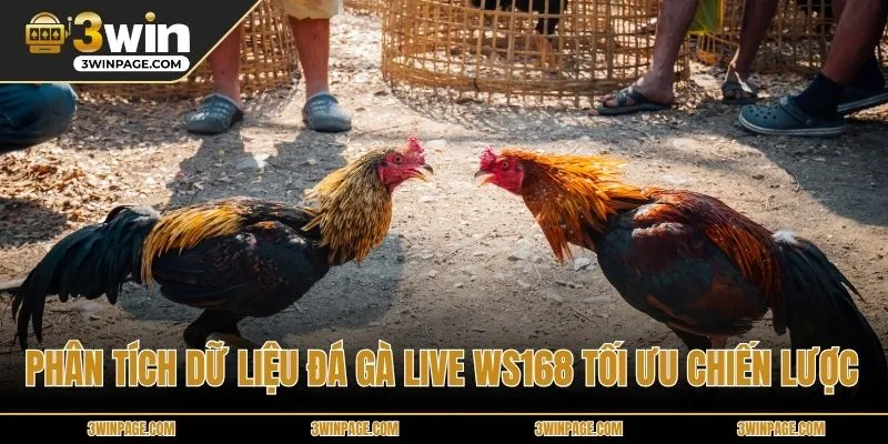Phân tích dữ liệu Đá gà Live WS168 tối ưu chiến lược
